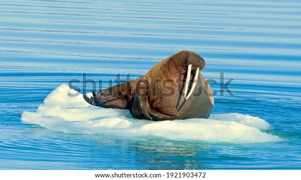 The\
walrus is a marine mammal, the only modern species of the walrus\
family, Arctic and Antarctic mammals, Seal\
animal