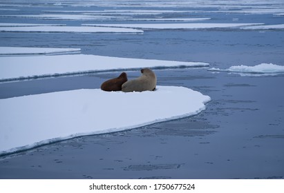 138 Walrus baby Stock Photos, Images & Photography | Shutterstock