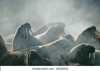 Walrus In A Nature