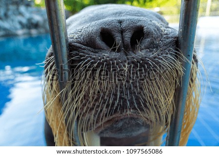 Walrus Nose Up Close