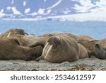 Walrus (Odobenus rosmarus) colony, Sarstangen, Prince Charles Foreland Island, Spitsbergen Island, Svalbard archipelago, Norway