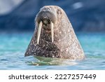 The walrus, Odobenus rosmarus, large flippered marine mammals in blue water, Svalbard, Norway. Sea animal with tusk in the water surface. Wildlife scene from nature.