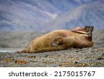 Walrus (Odobenus rosmarus) resting on shore, Svalbard, Norway, funny expression