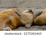 Walrus (Odobenus rosmarus) resting on shore, Svalbard, Norway, funny expression