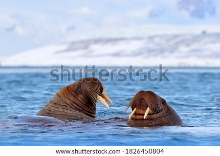 Walrus, Odobenus rosmarus, in the sea water, Svalbard, Norway. Mother with cub. Two walrus male. Winter Arctic landscape with big animal. Ocean mammal fight in the Arctic habitat, walrus.