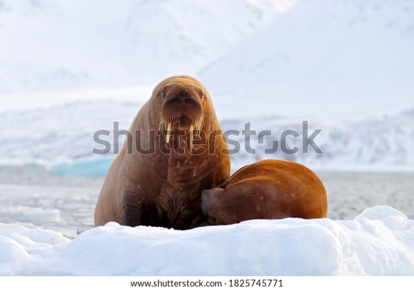 Walrus, Odobenus rosmarus, stick out from blue\
water on white ice with snow, Svalbard, Norway. Mother with cub.\
Young walrus with female. Winter Arctic landscape with big animal.\
Polar wildlife.