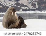Walrus, Odobenus rosmarus, Svalbard, Norway
