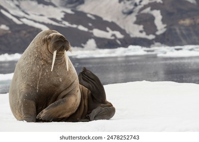 Walrus, Odobenus rosmarus, Svalbard, Norway