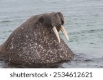 Walrus (Odobenus rosmarus), Torellneset Island, Svalbard Archipelago, Arctic Norway