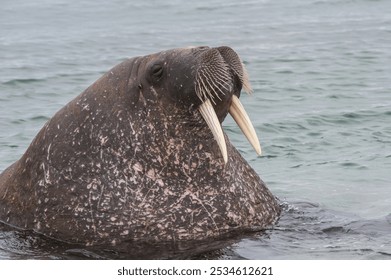 Walrus (Odobenus rosmarus), Torellneset Island, Svalbard Archipelago, Arctic Norway