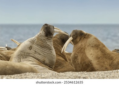 Walrus (Odobenus rosmarus), Torellneset Island, Svalbard Archipelago, Arctic Norway