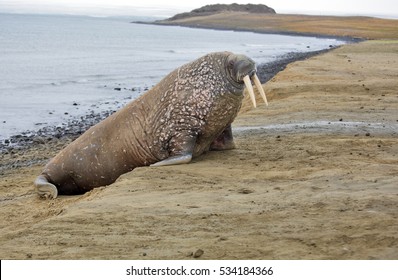 Walrus On The Beach