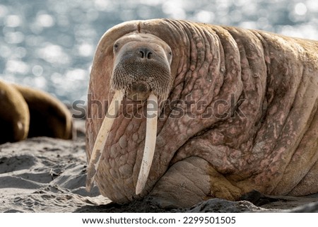 walrus on the beach, wildlife, wild animal