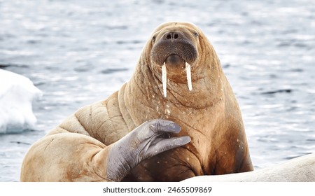 A Walrus on ice facing the camera.