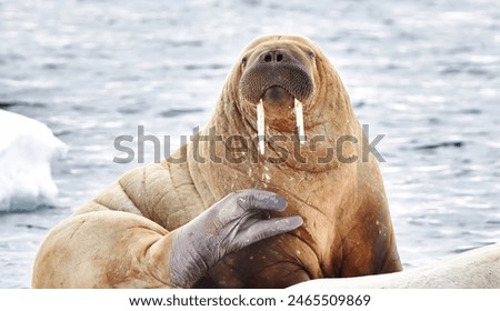 A Walrus on ice facing the camera.