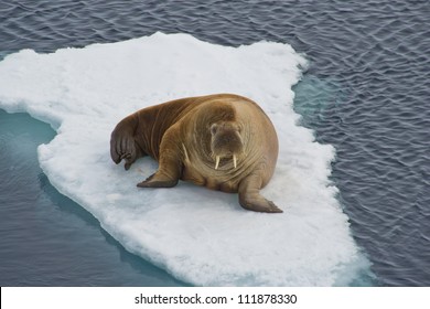 Walrus On An Ice Floe