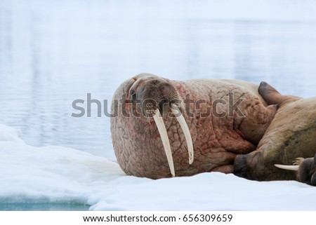 Walrus on ice flow