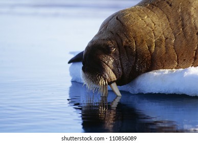 Walrus On Iceberg