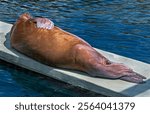 Walrus on the plate in the pond. Latin name - Octobenus rosmarus divergens