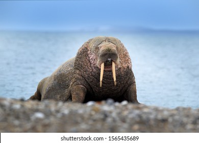 Walrus On Sand Beach Going Sea Stock Photo 1565435689 | Shutterstock