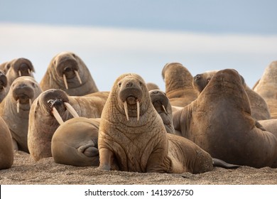 Walrus on sand beach, Svalbard - Shutterstock ID 1413926750