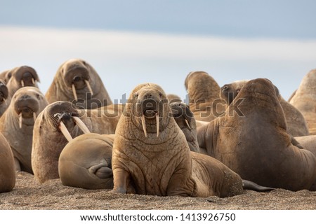 Walrus on sand beach, Svalbard