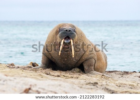 Walrus on the shore of Svalbard. Walruses are one of the largest flippered marine mammals. At 19th  and early 20th century they were agressively hunted and killed , now population is restoring