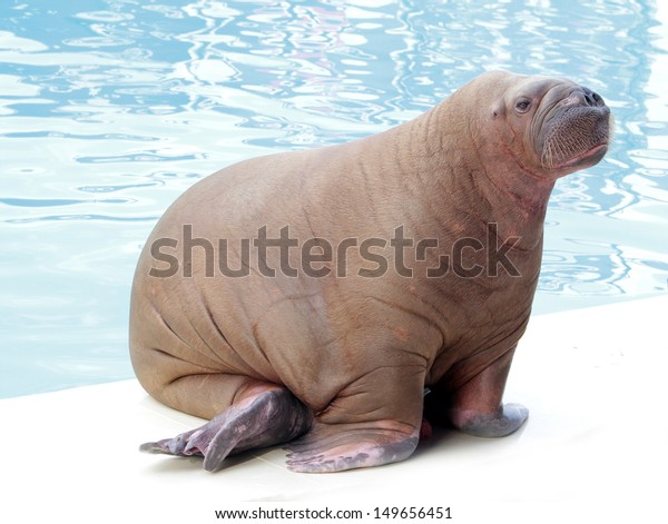 walrus on water\
background