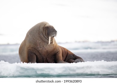 A Walrus Is Posing On A Ice Floe