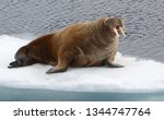 Walrus resting on a ice flow in the Arctic Ocean