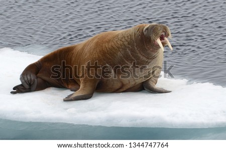 Walrus resting on a ice flow in the Arctic Ocean