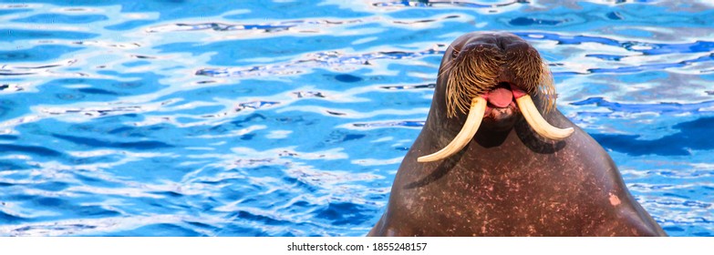 La morsa muestra su lengua. Show de Walrus.
