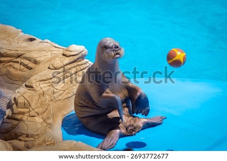 A walrus sits on a blue platform by the pool in Hurghada’s delfinarium, balancing with flippers while a colorful ball floats nearby, framed by rocky decorative edges of the stage.