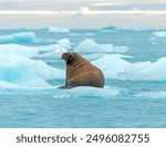 Walrus Sitting on an Ice Floe Near Nordaustlandet in the Svalbard Islands