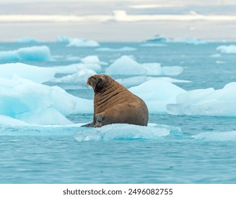 Walrus Sitting on an Ice Floe Near Nordaustlandet in the Svalbard Islands