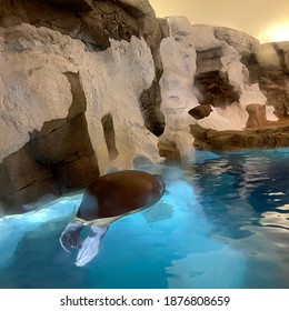 A Walrus Sleeping In His Aquarium Enclosure At A Zoo.