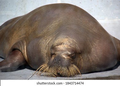 Walrus Sleeping On The Cement