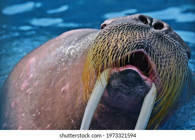 Walrus Swimming In The Water