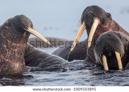 Walrus is a terrible animal with large tusks and fangs. A real beast.