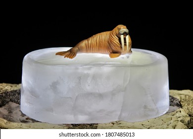 A Walrus Toy Sitting On A Melting Ice Block