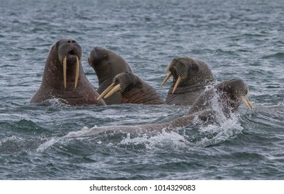 78 Walrus Task Images, Stock Photos & Vectors 