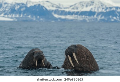 Walruses in the cold sea. Two walruses. Walrus family. Walruses in water