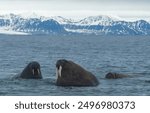 Walruses in the cold sea. Walrus family in sea. Walruses. Walrus herd