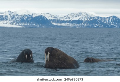 Walruses in the cold sea. Walrus family in sea. Walruses. Walrus herd