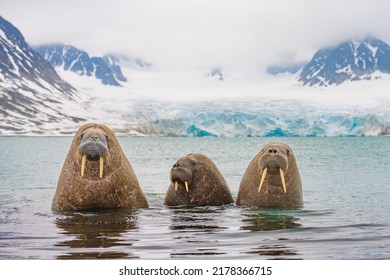 Walruses are coming ashore to rest.