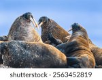 Walruses fighting on a beach in the arctic