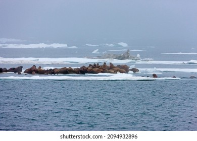 Walruses On Floating Ice, Chukchi Sea, Russia Far East