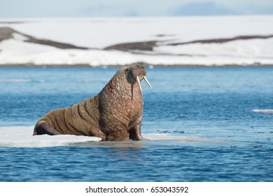 Walruses On Spitsbergen