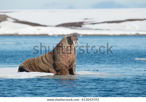 walruses on\
spitsbergen