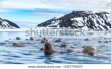 Walruses are playing in the water.